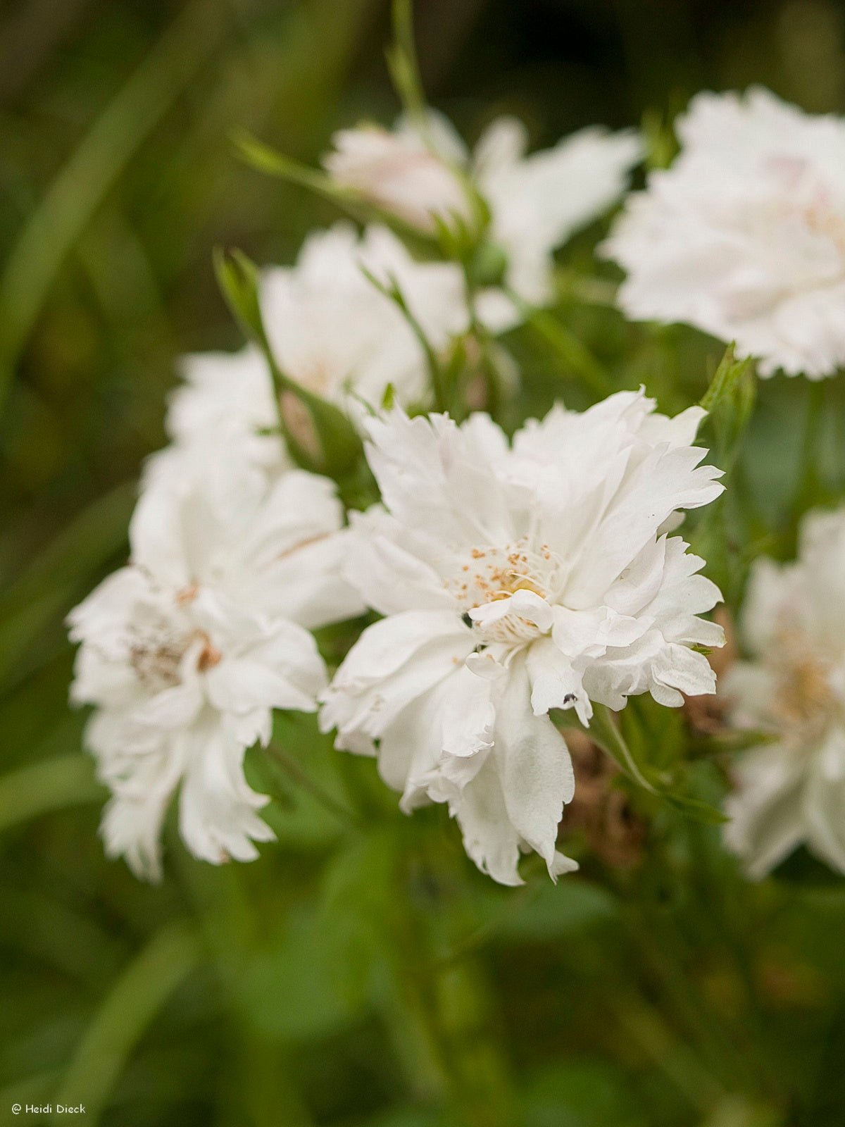 Rosa rugosa 'Fimbriata' - Herrenkamper Gärten - Pflanzenraritäten