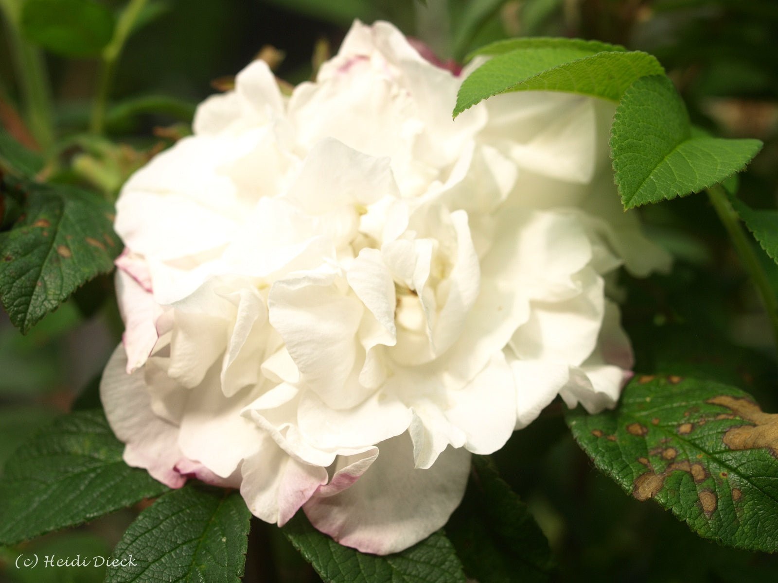 Rosa rugosa 'Louise 'Bugnet' - Herrenkamper Gärten - Pflanzenraritäten