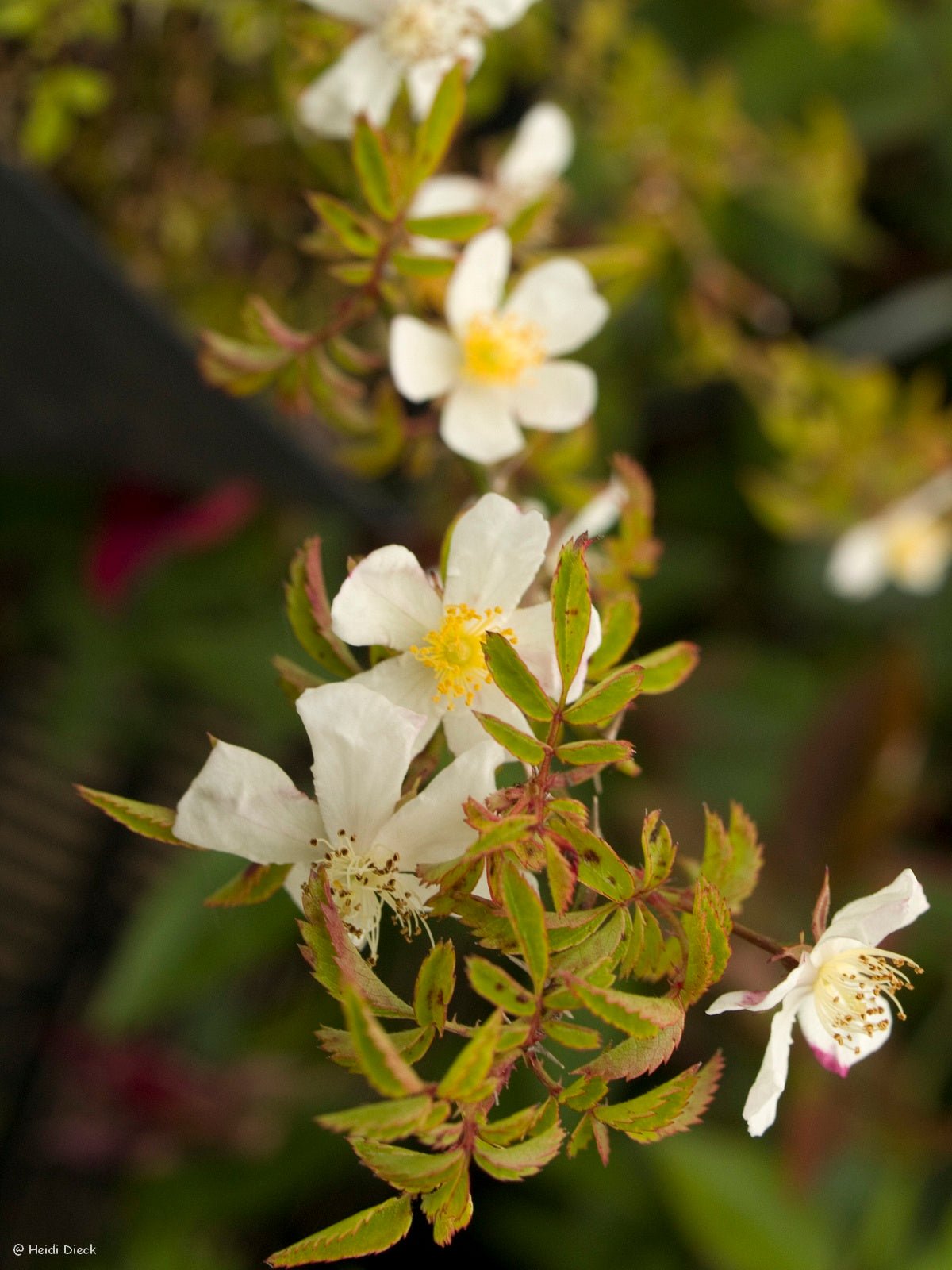 Rosa sempervirens - Herrenkamper Gärten - Pflanzenraritäten