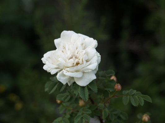 Rosa spinosissima 'Double White' (syn.pimpinellifolia) - Herrenkamper Gärten - Pflanzenraritäten