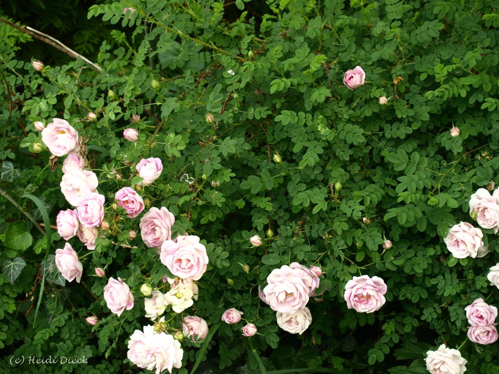 Rosa spinosissima 'Falkland' - Herrenkamper Gärten - Pflanzenraritäten