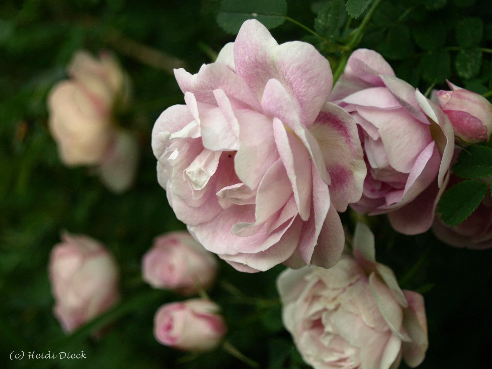 Rosa spinosissima 'Falkland' - Herrenkamper Gärten - Pflanzenraritäten