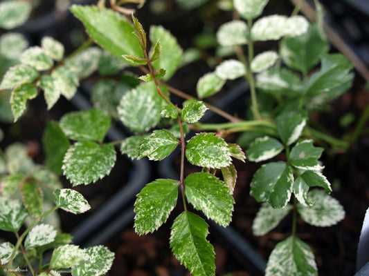 Rosa wichuraiana var. variegata - Herrenkamper Gärten - Pflanzenraritäten