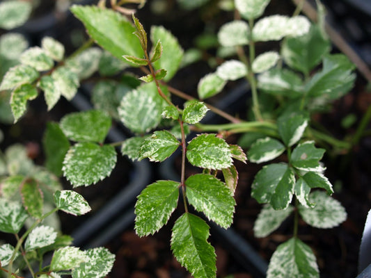 Rosa wichuraiana 'Variegata' - Herrenkamper Gärten - Pflanzenraritäten