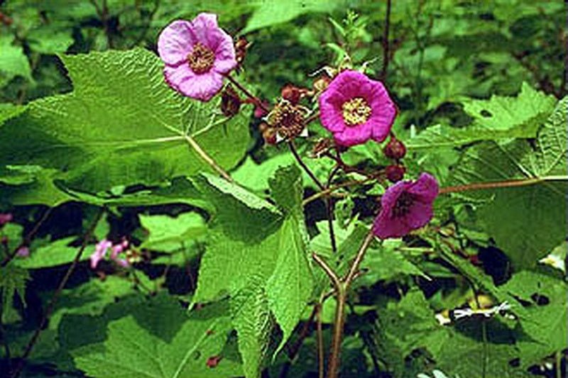 Rubus odoratus - Herrenkamper Gärten - Pflanzenraritäten