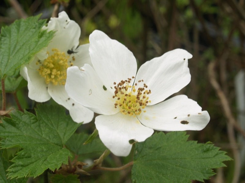 Rubus tridel (x) 'Benenden' - Herrenkamper Gärten - Pflanzenraritäten