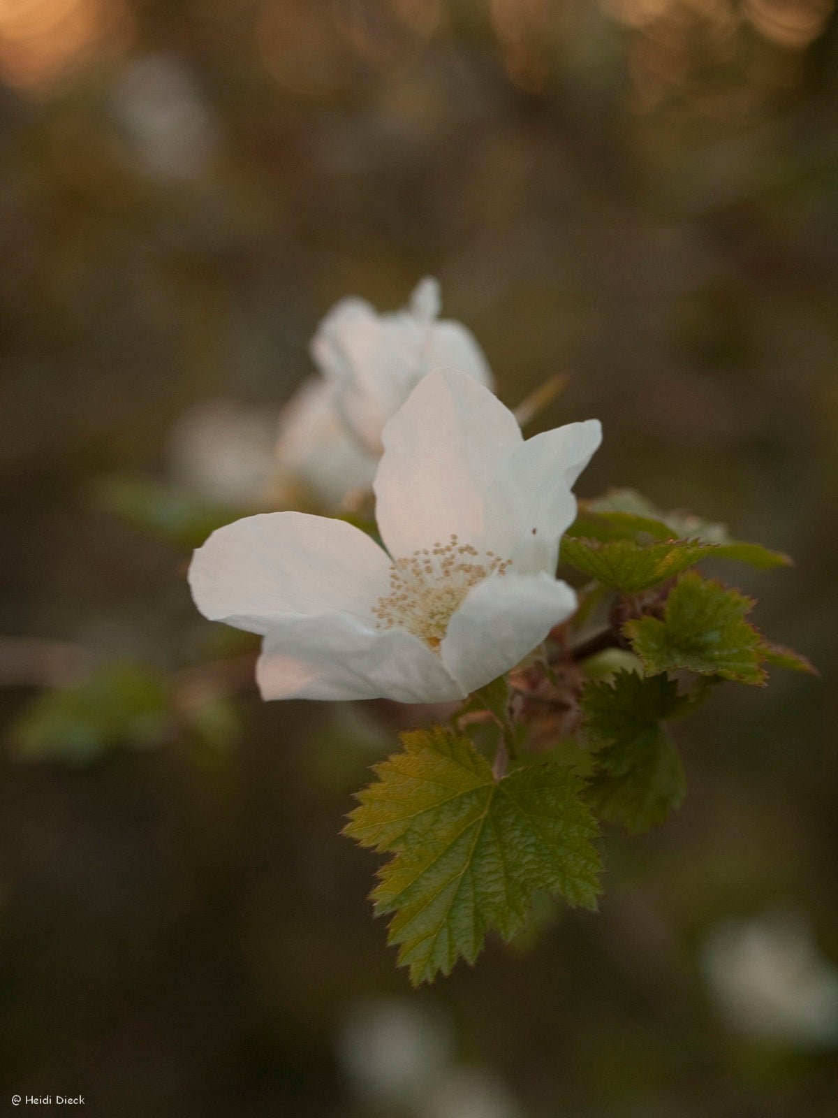 Rubus tridel (x) 'Benenden' - Herrenkamper Gärten - Pflanzenraritäten