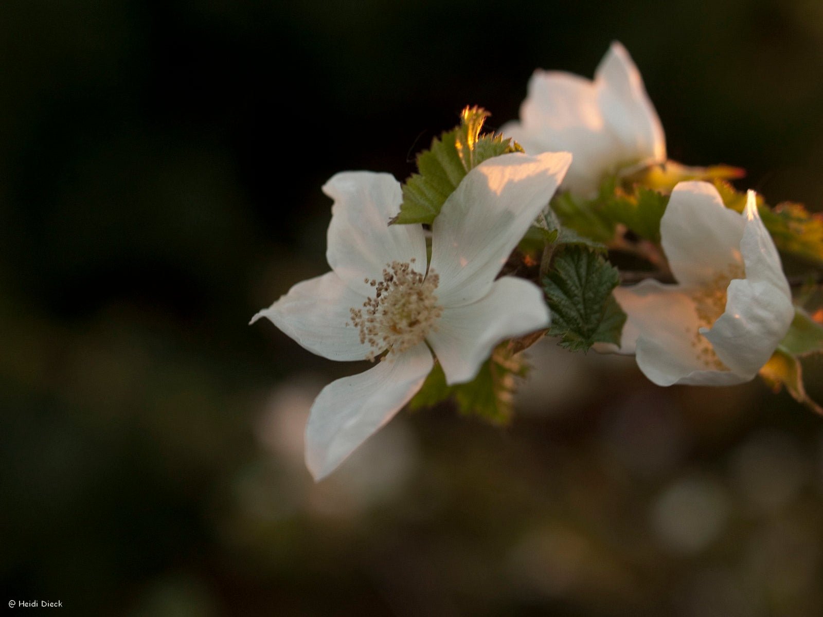 Rubus tridel (x) 'Benenden' - Herrenkamper Gärten - Pflanzenraritäten