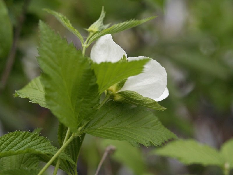 Rubus tridel (x) 'Benenden' - Herrenkamper Gärten - Pflanzenraritäten