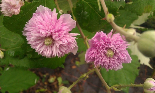 Rubus ulmifolius 'Bellidiflorus' - Herrenkamper Gärten - Pflanzenraritäten