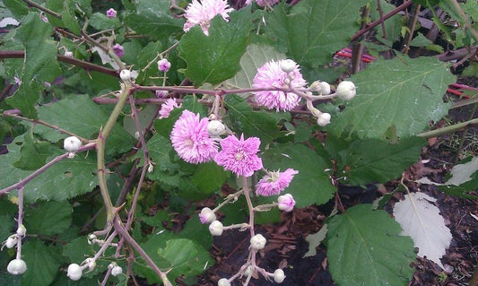 Rubus ulmifolius 'Bellidiflorus' - Herrenkamper Gärten - Pflanzenraritäten