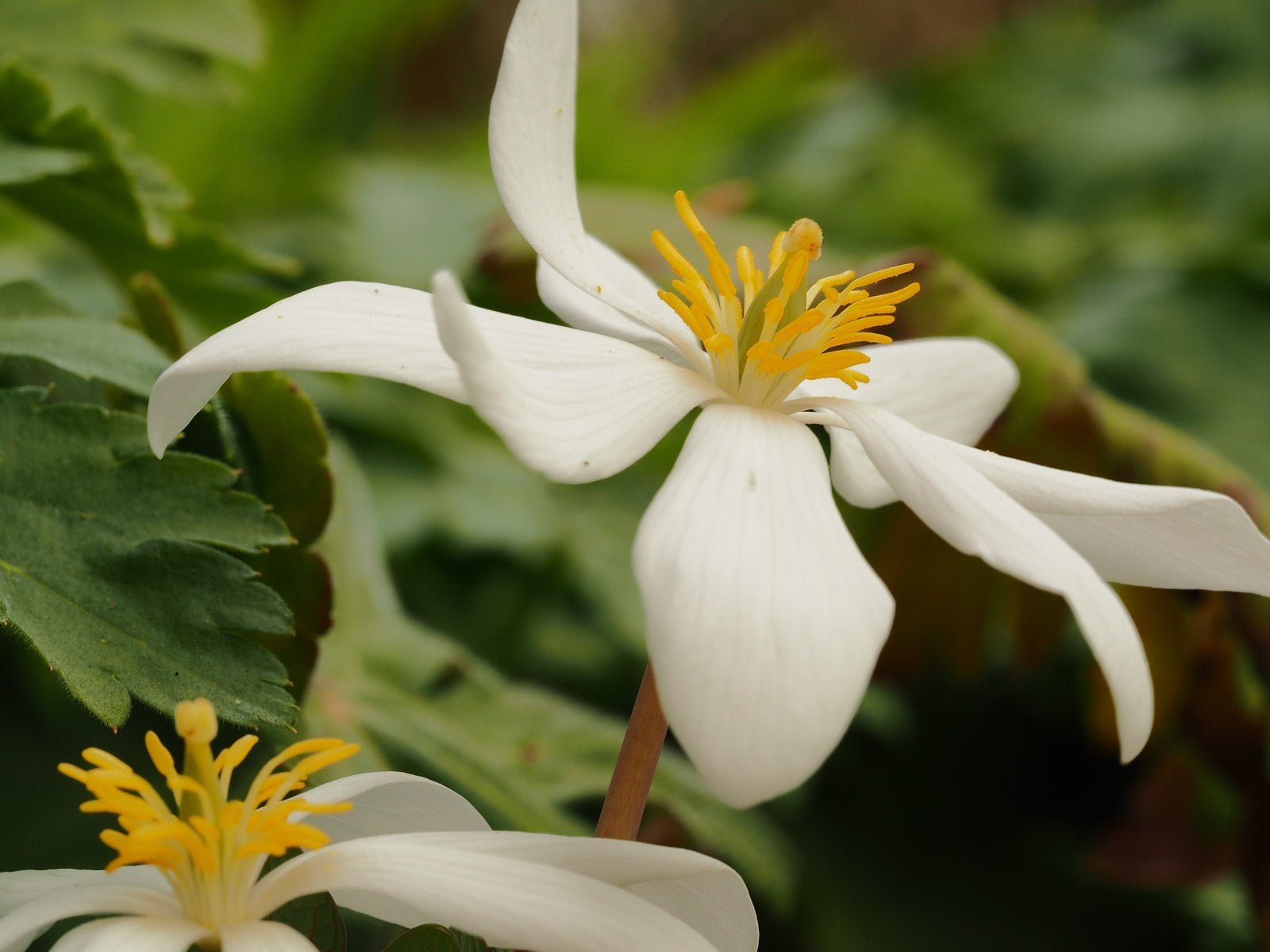 Sanguinaria canadensis - Herrenkamper Gärten - Pflanzenraritäten