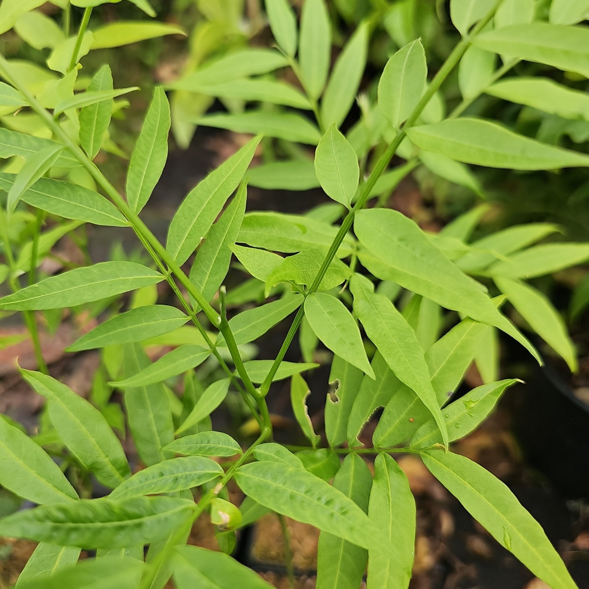 Sapindus mukorosii - Herrenkamper Gärten - Pflanzenraritäten