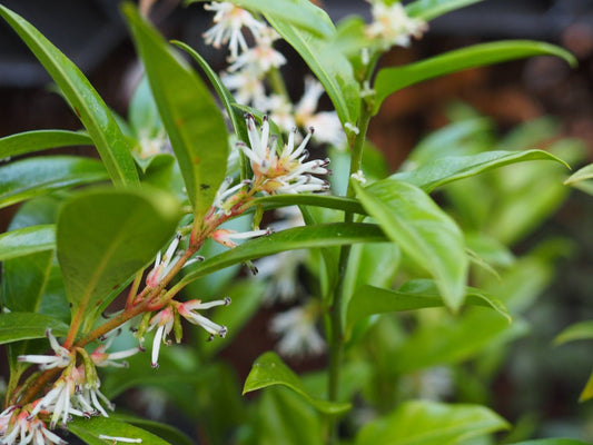 Sarcococca humile - Herrenkamper Gärten - Pflanzenraritäten