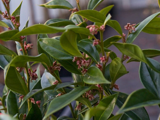 Sarcococca orientalis - Herrenkamper Gärten - Pflanzenraritäten