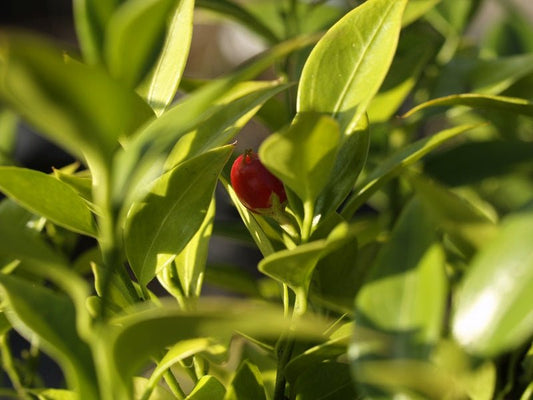 Sarcococca ruscifolia - Herrenkamper Gärten - Pflanzenraritäten