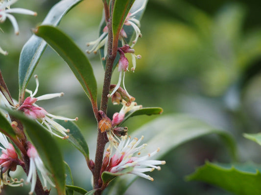 Sarcococca saligna syn. salicifolia - Herrenkamper Gärten - Pflanzenraritäten