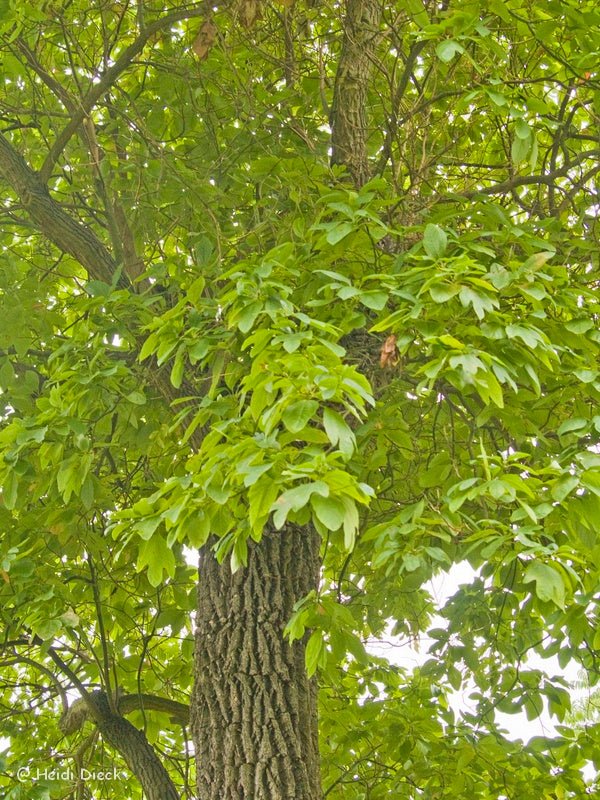 Sassafras albidum - Herrenkamper Gärten - Pflanzenraritäten