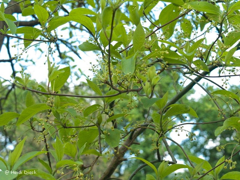 Sassafras albidum - Herrenkamper Gärten - Pflanzenraritäten