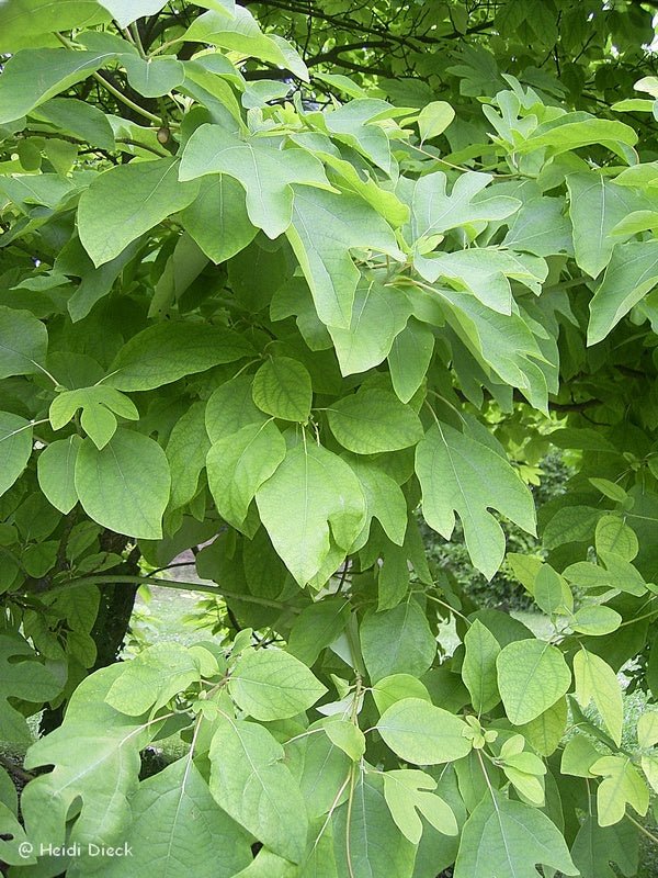 Sassafras albidum - Herrenkamper Gärten - Pflanzenraritäten