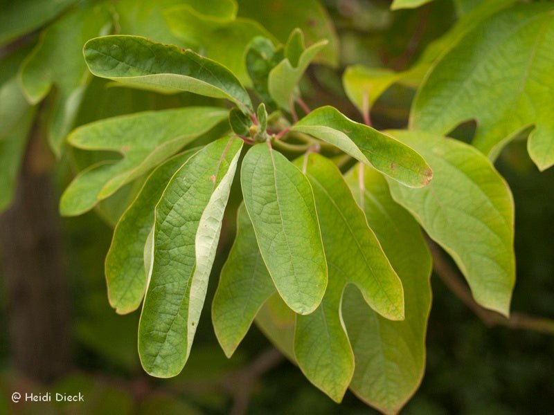 Sassafras albidum - Herrenkamper Gärten - Pflanzenraritäten