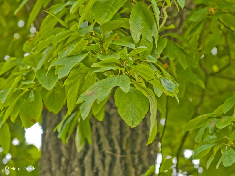 Sassafras albidum - Herrenkamper Gärten - Pflanzenraritäten