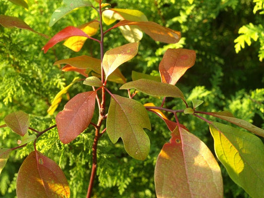 Sassafras tzumu - Herrenkamper Gärten - Pflanzenraritäten