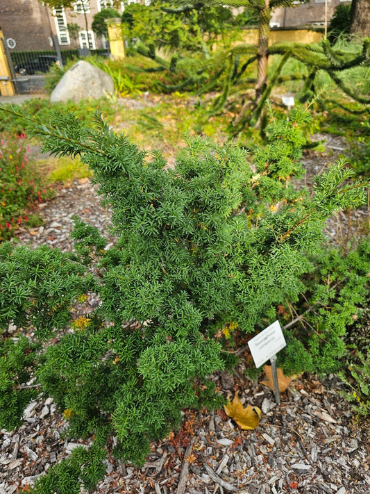 Saxagothaea conspicua - Herrenkamper Gärten - Pflanzenraritäten