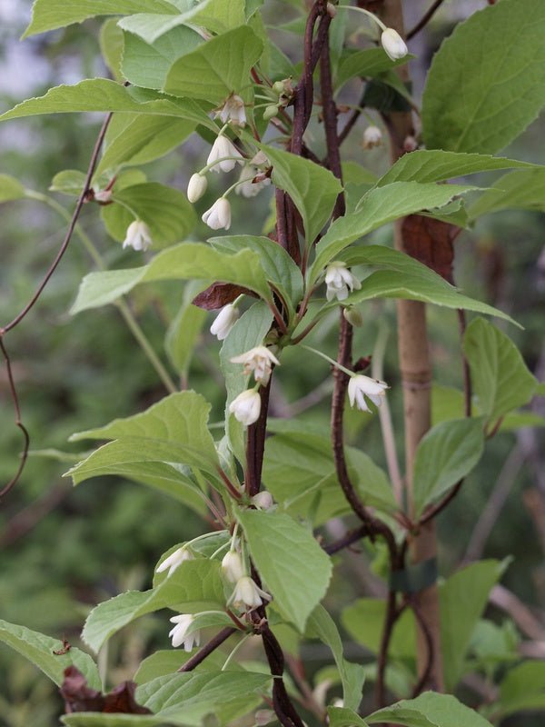 Schisandra chinensis - Herrenkamper Gärten - Pflanzenraritäten