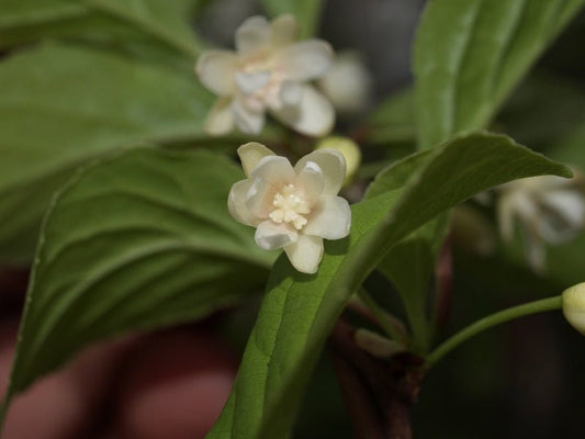 Schisandra chinensis - Herrenkamper Gärten - Pflanzenraritäten