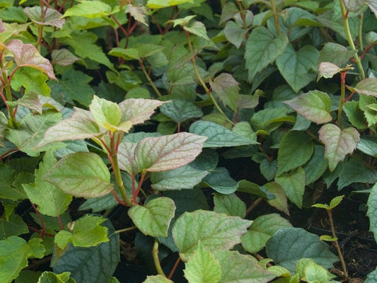 Schizophragma hydrangeoides ' Moonlight' - Herrenkamper Gärten - Pflanzenraritäten