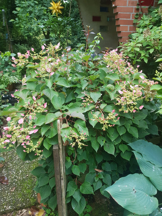 Schizophragma hydrangeoides 'Roseum' - Herrenkamper Gärten - Pflanzenraritäten