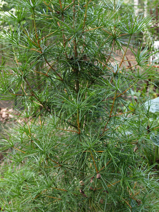 Sciadopitys verticillata - Herrenkamper Gärten - Pflanzenraritäten