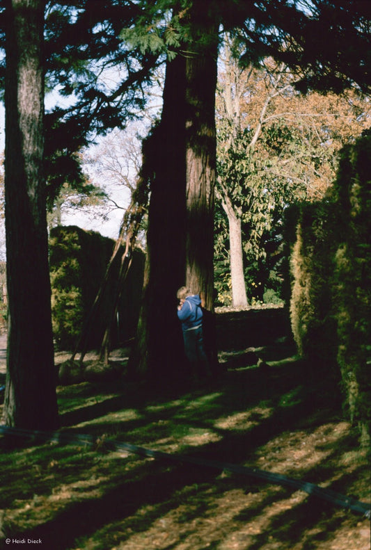 Sequoiadendron giganteum - Herrenkamper Gärten - Pflanzenraritäten