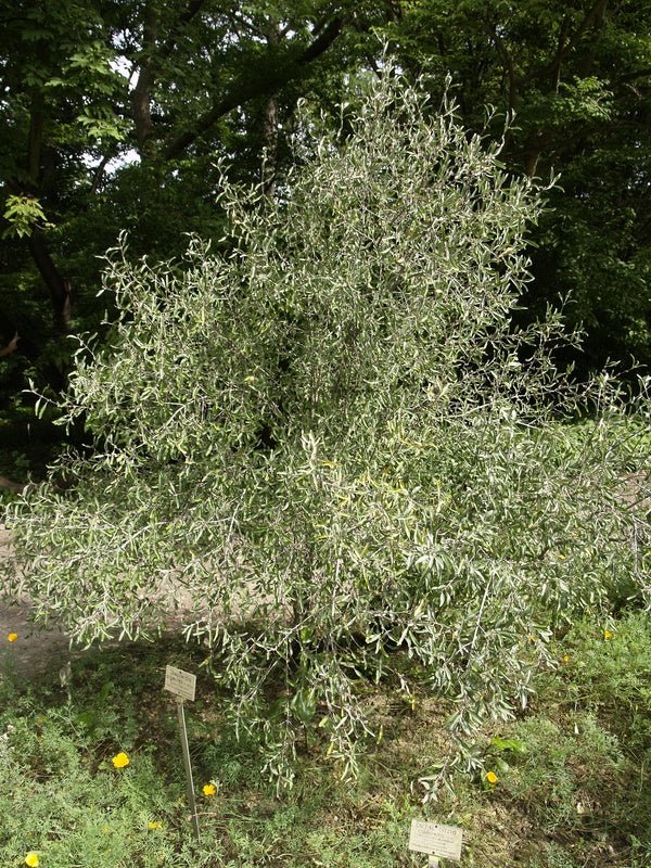 Sheperdia argentea - Herrenkamper Gärten - Pflanzenraritäten