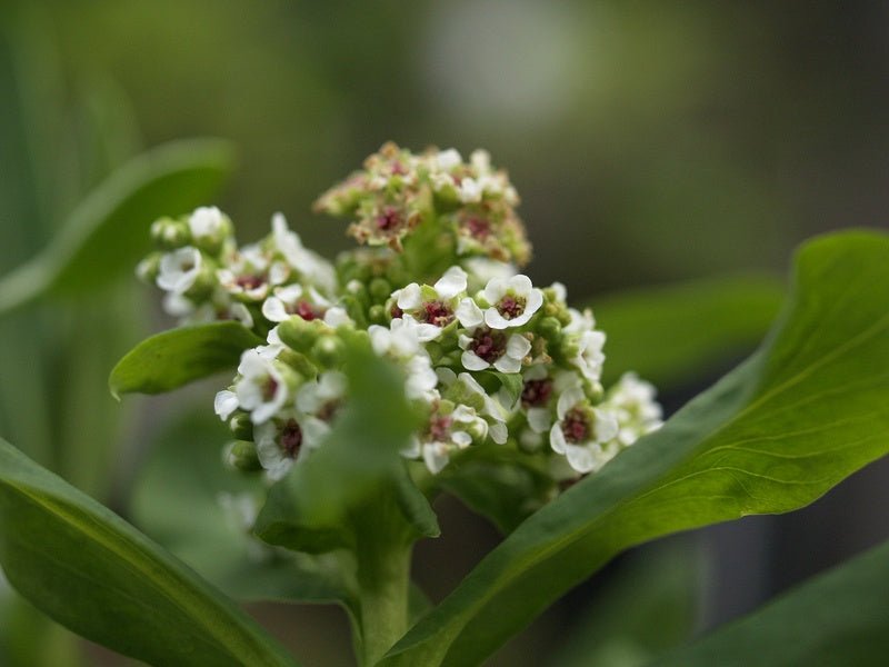 Sibiraea laevingata (syn. S.altaiensis) - Herrenkamper Gärten - Pflanzenraritäten