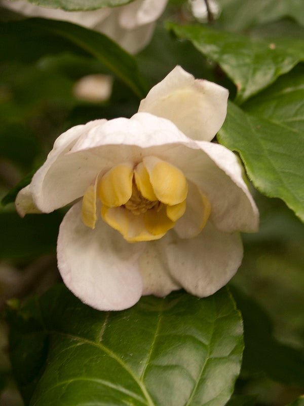 Sinocalycanthus chinensis (sinensis) - Herrenkamper Gärten - Pflanzenraritäten