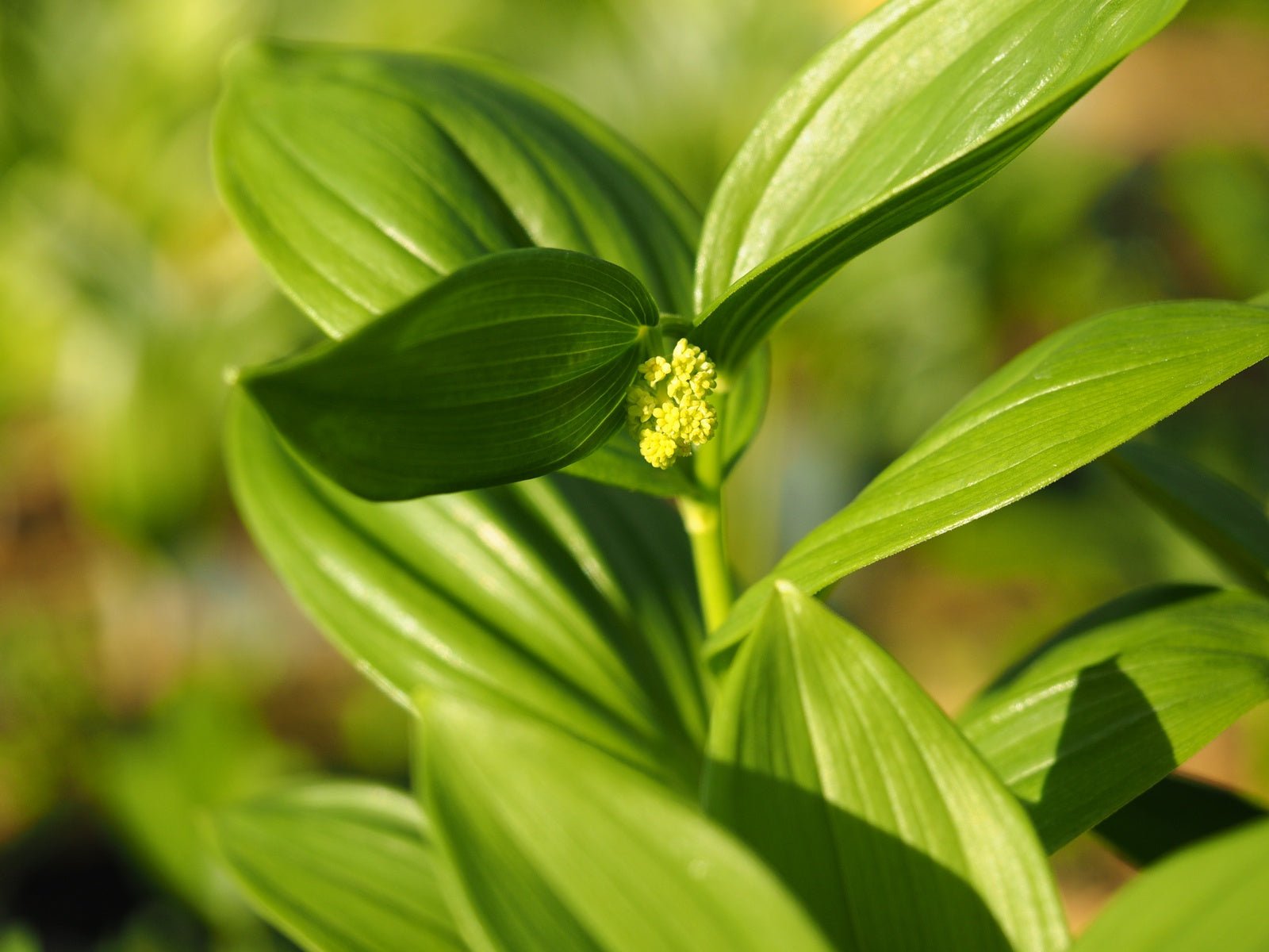 Smilacina racemosa - Herrenkamper Gärten - Pflanzenraritäten