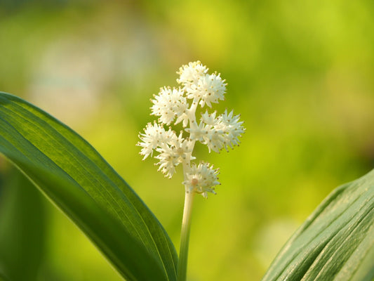 Smilacina racemosa - Herrenkamper Gärten - Pflanzenraritäten