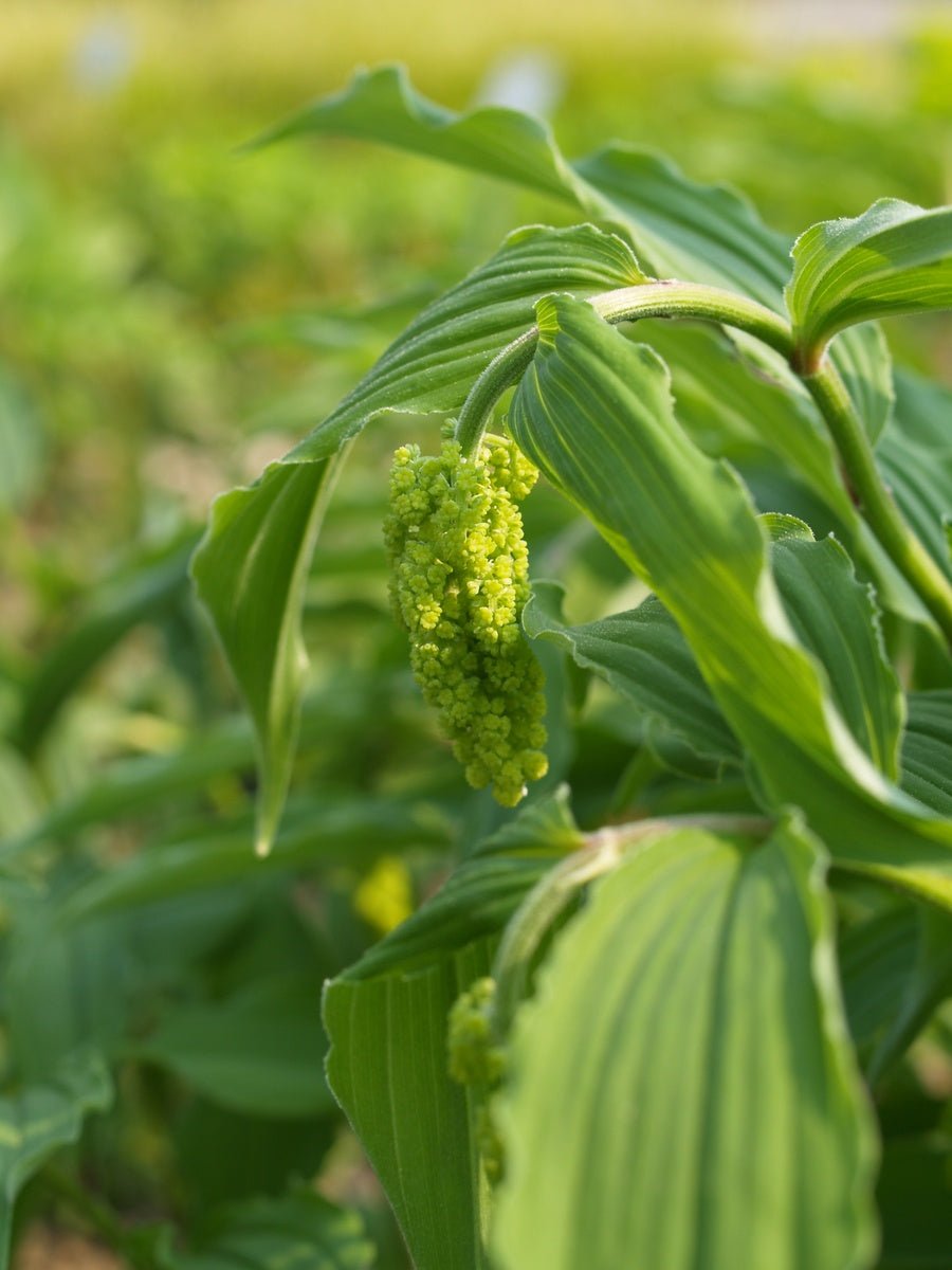 Smilacina racemosa - Herrenkamper Gärten - Pflanzenraritäten