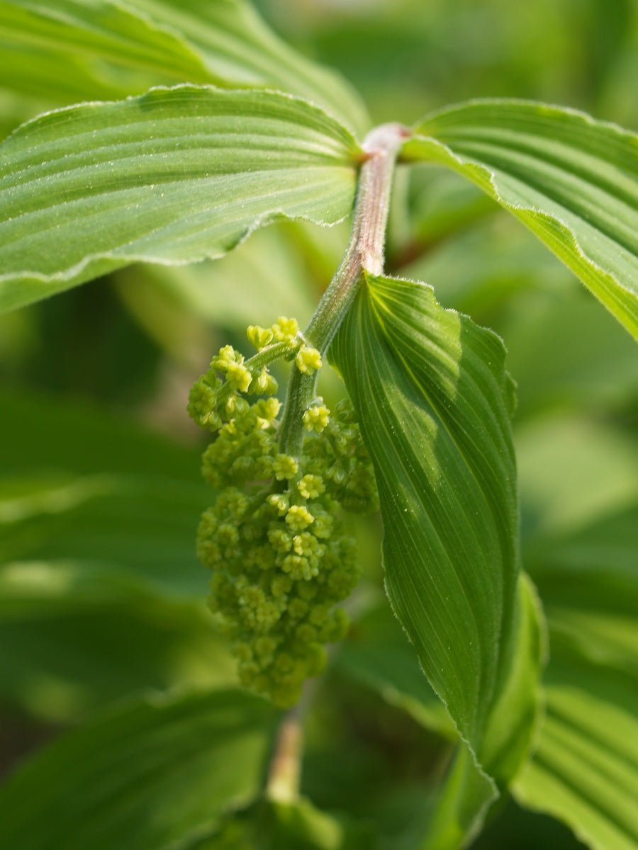 Smilacina racemosa - Herrenkamper Gärten - Pflanzenraritäten