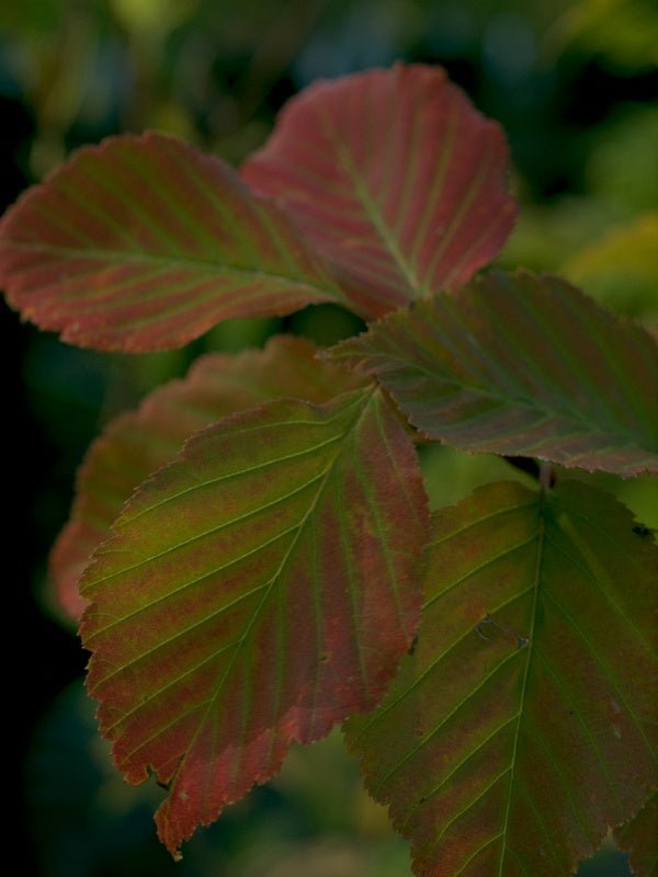 Sorbus alnifolia - Herrenkamper Gärten - Pflanzenraritäten