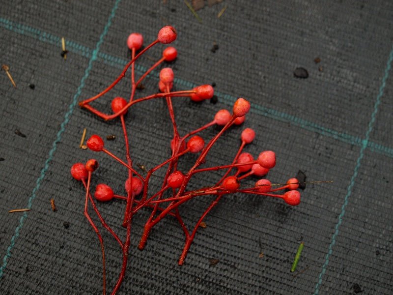 Sorbus alnifolia - Herrenkamper Gärten - Pflanzenraritäten