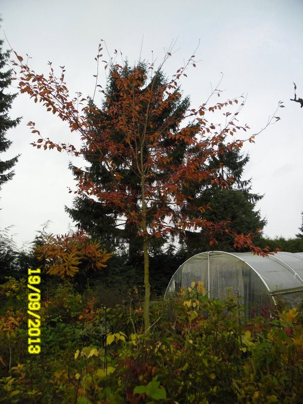 Sorbus alnifolia - Herrenkamper Gärten - Pflanzenraritäten