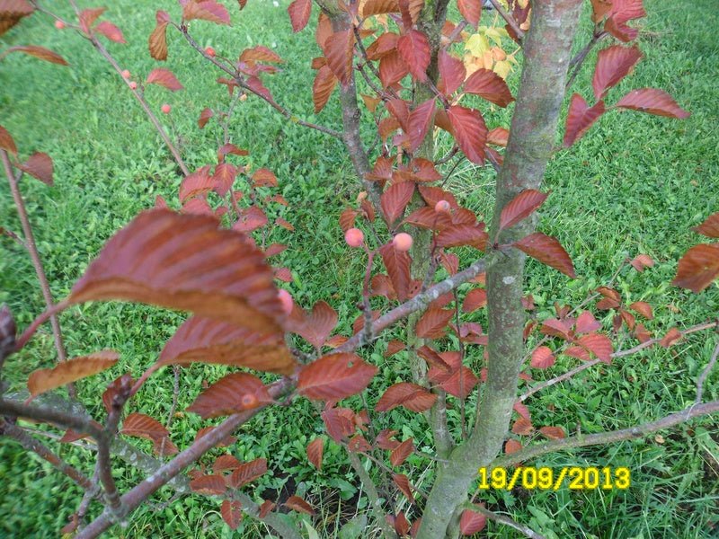 Sorbus alnifolia - Herrenkamper Gärten - Pflanzenraritäten