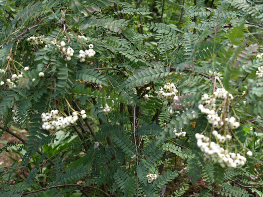 Sorbus cashmiriana - Herrenkamper Gärten - Pflanzenraritäten