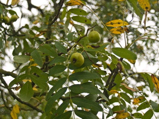 Sorbus domestica - Herrenkamper Gärten - Pflanzenraritäten