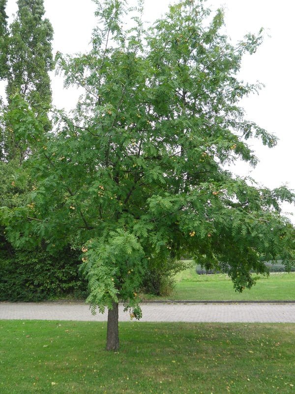 Sorbus domestica - Herrenkamper Gärten - Pflanzenraritäten