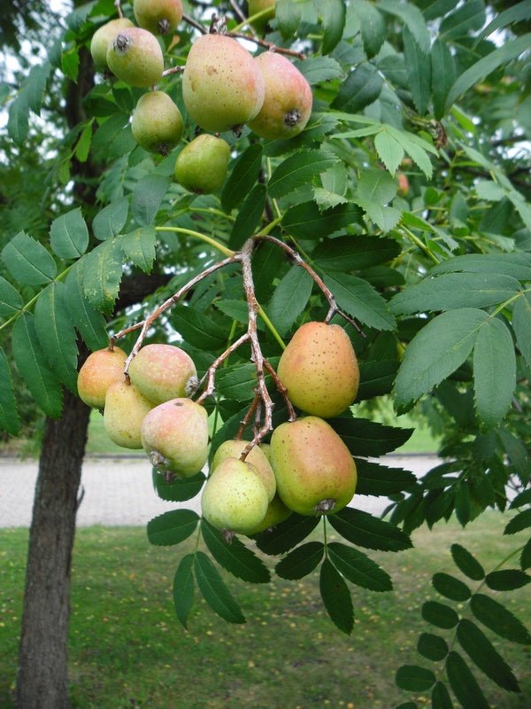 Sorbus domestica - Herrenkamper Gärten - Pflanzenraritäten