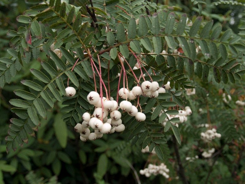 Sorbus koehneana - Herrenkamper Gärten - Pflanzenraritäten